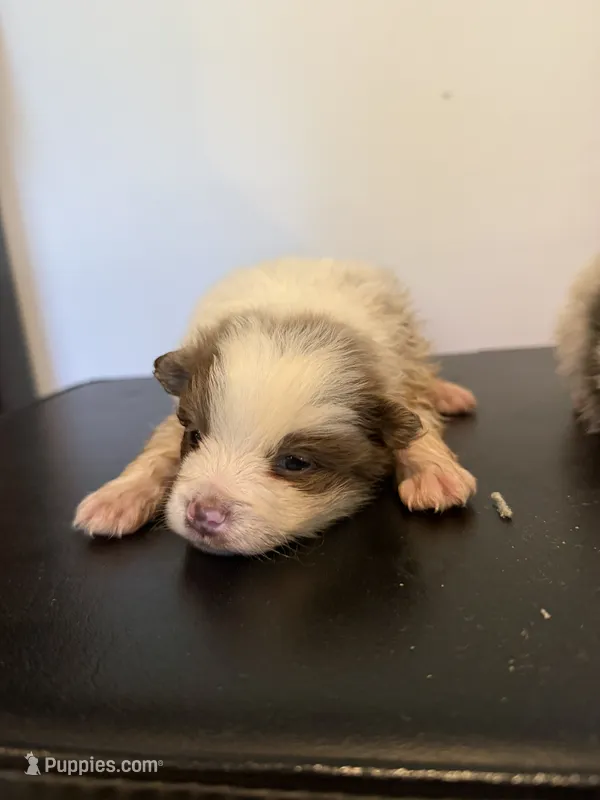 Patches – Pomeranian puppy for sale in Cheshire Village, CT