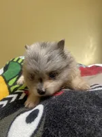 Sage, a female Pomeranian for sale in Cheshire Village, CT – 4 of 4