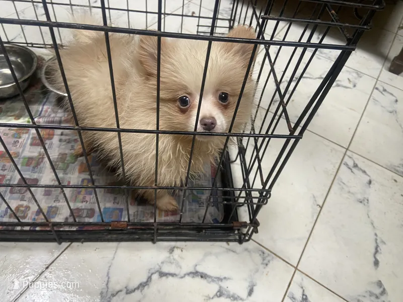 Bambi – Pomeranian puppy for sale in Cheshire Village, CT
