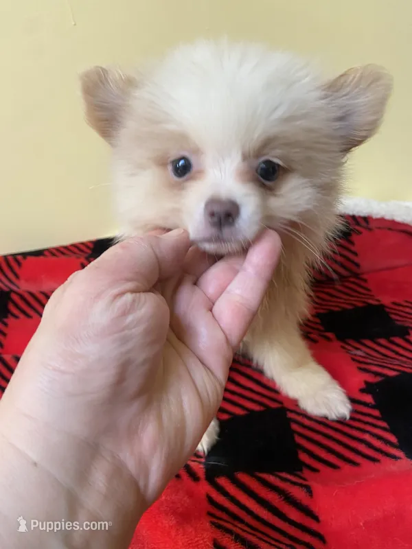 Ella – Pomeranian puppy for sale in Cheshire Village, CT