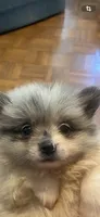 Sage , a female Pomeranian for sale in Cheshire Village, CT – 2 of 2