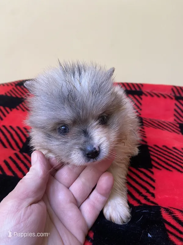 Sage – Pomeranian puppy for sale in Cheshire Village, CT