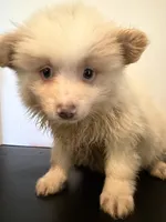 Chester, a male Pomeranian for sale in Cheshire Village, CT – 3 of 4