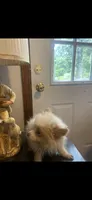 Bambi, a female Pomeranian for sale in Cheshire Village, CT – 2 of 3