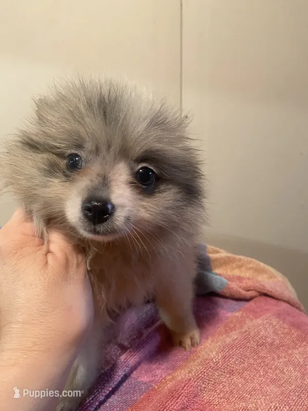 Sage  – Pomeranian puppy for sale in Cheshire Village, CT