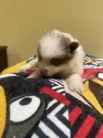 Patches, a male Pomeranian for sale in Cheshire Village, CT – 2 of 2