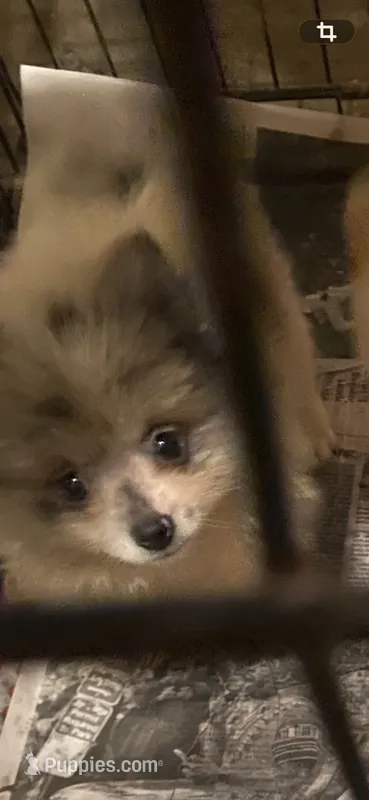 Sage  – Pomeranian puppy for sale in Cheshire Village, CT