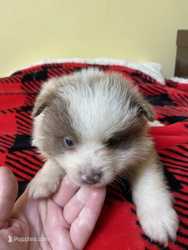 Patches – Pomeranian puppy for sale in Cheshire Village, CT
