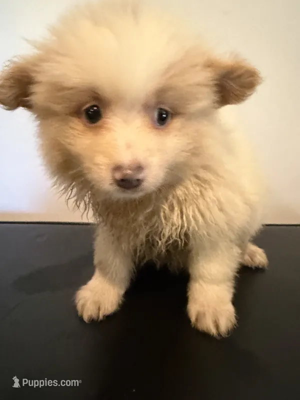 Chester – Pomeranian puppy for sale in Cheshire Village, CT