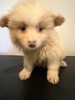 Chester, a male Pomeranian for sale in Cheshire Village, CT – 1 of 4