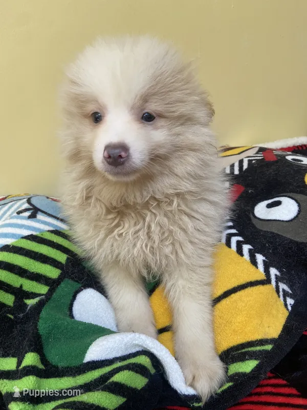 Chester – Pomeranian puppy for sale in Cheshire Village, CT