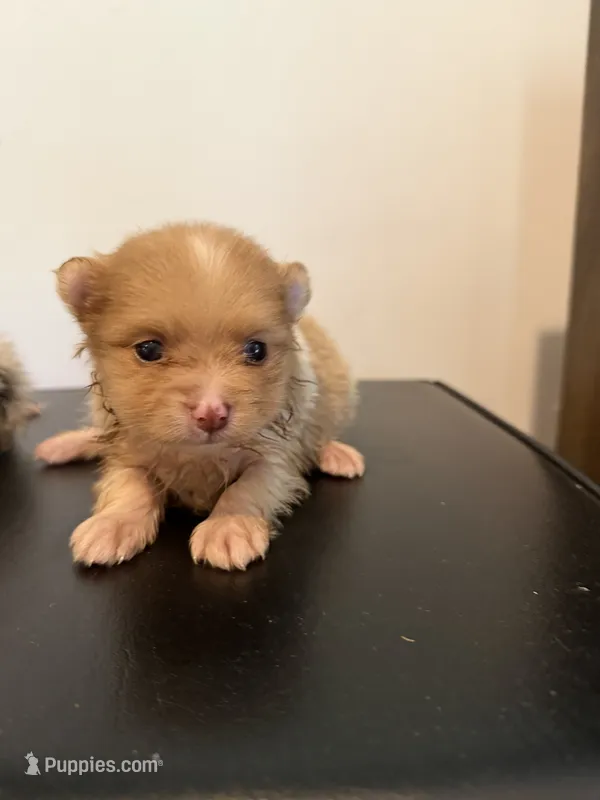 Pumpkin – Pomeranian puppy for sale in Cheshire Village, CT