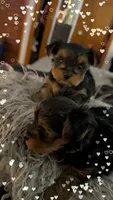Diamond , a female Yorkshire Terrier for sale in Bear, DE – 6 of 6