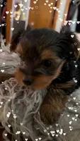 Peppa, a female Yorkshire Terrier for sale in Bear, DE – 3 of 7