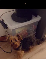 Diamond , a female Yorkshire Terrier for sale in Bear, DE – 5 of 6