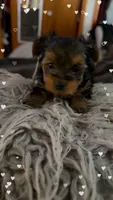 Diamond , a female Yorkshire Terrier for sale in Bear, DE – 3 of 6