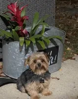 Peppa, a female Yorkshire Terrier for sale in Bear, DE – 2 of 7
