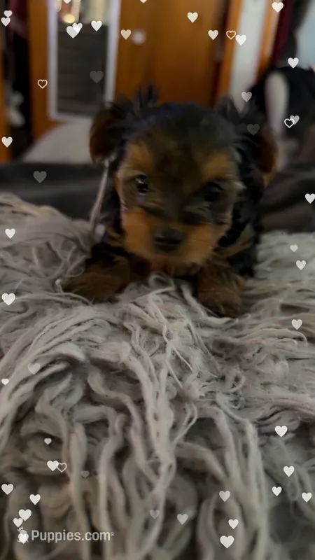 Peppa – Yorkshire Terrier puppy for sale in Bear, DE