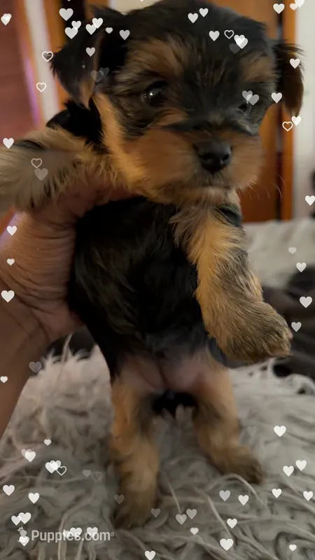 Diamond  – Yorkshire Terrier puppy for sale in Bear, DE