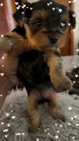 Diamond , a female Yorkshire Terrier for sale in Bear, DE – 1 of 6