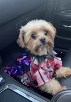 Diamond , a female Yorkshire Terrier for sale in Bear, DE – 2 of 6