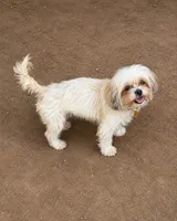 Shihpoo, a male Shih Tzu and Poodle - Miniature  for sale in Albany, GA – 8 of 9