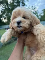 Shihpoo, a male Shih Tzu and Poodle - Miniature  for sale in Albany, GA – 2 of 9