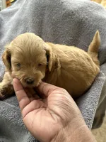 Shihpoo, a male Shih Tzu and Poodle - Miniature  for sale in Albany, GA – 6 of 9