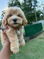 Shihpoo, a male Shih Tzu and Poodle - Miniature  for sale in Albany, GA – 1 of 9