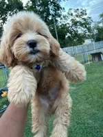 Shihpoo, a male Shih Tzu and Poodle - Miniature  for sale in Albany, GA – 3 of 9