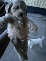 Shihpoo, a male Shih Tzu and Poodle - Miniature  for sale in Albany, GA – 7 of 9