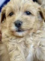 Shihpoo, a male Shih Tzu and Poodle - Miniature  for sale in Albany, GA – 4 of 9