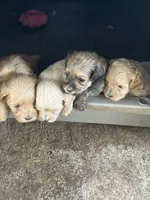 Shihpoo, a male Shih Tzu and Poodle - Miniature  for sale in Albany, GA – 5 of 9