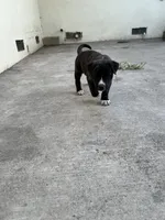 Rocky , a male American Pit Bull Terrier for sale in Stockton, CA – 2 of 2