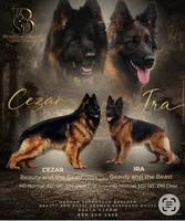 Prada, a female German Shepherd Dog for sale in Buena, NJ – 6 of 10