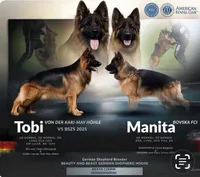 Jax, a male German Shepherd Dog for sale in Buena, NJ – 2 of 9