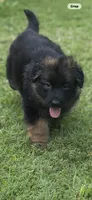Prada, a female German Shepherd Dog for sale in Buena, NJ – 4 of 10