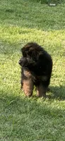 Cora ( purple collar) , a female German Shepherd Dog for sale in Buena, NJ – 9 of 9
