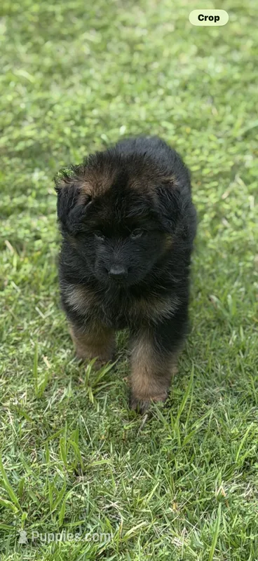 Cora ( purple collar)  – German Shepherd Dog puppy for sale in Buena, NJ