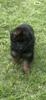 Cora ( purple collar) , a female German Shepherd Dog for sale in Buena, NJ – 1 of 9