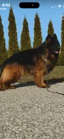 Cora ( purple collar) , a female German Shepherd Dog for sale in Buena, NJ – 4 of 9
