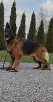 Cora ( purple collar) , a female German Shepherd Dog for sale in Buena, NJ – 3 of 9