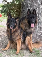 Jax, a male German Shepherd Dog for sale in Buena, NJ – 3 of 9