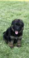 Prada, a female German Shepherd Dog for sale in Buena, NJ – 2 of 10