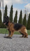 Coco, a female German Shepherd Dog for sale in Buena, NJ – 4 of 6