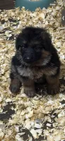 Coco, a female German Shepherd Dog for sale in Buena, NJ – 6 of 6