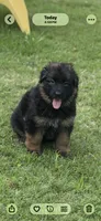 Prada, a female German Shepherd Dog for sale in Buena, NJ – 5 of 10