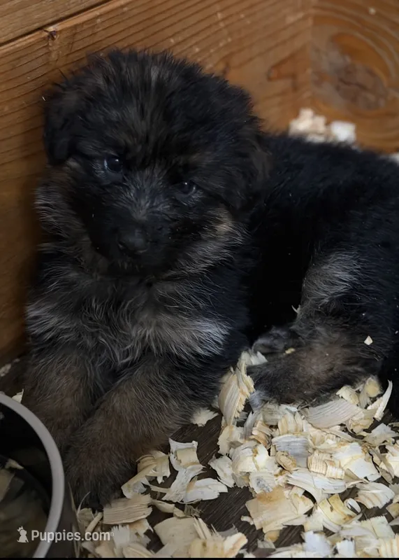 Coco – German Shepherd Dog puppy for sale in Buena, NJ