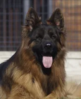 Jax, a male German Shepherd Dog for sale in Buena, NJ – 4 of 9