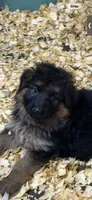 Jax, a male German Shepherd Dog for sale in Buena, NJ – 9 of 9